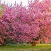 5 MANCHURIAN APRICOT Fruit Tree Flowering Prunus Mandshurica Seeds