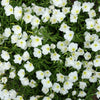 250 WHITE Pale EVENING PRIMROSE (White Buttercup / Sundrops) Oenothera Pallida Flower Seeds