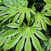 10 JAPANESE FATSI Shrub Flower Paperplant Fatsia Aralia Japonica Seeds