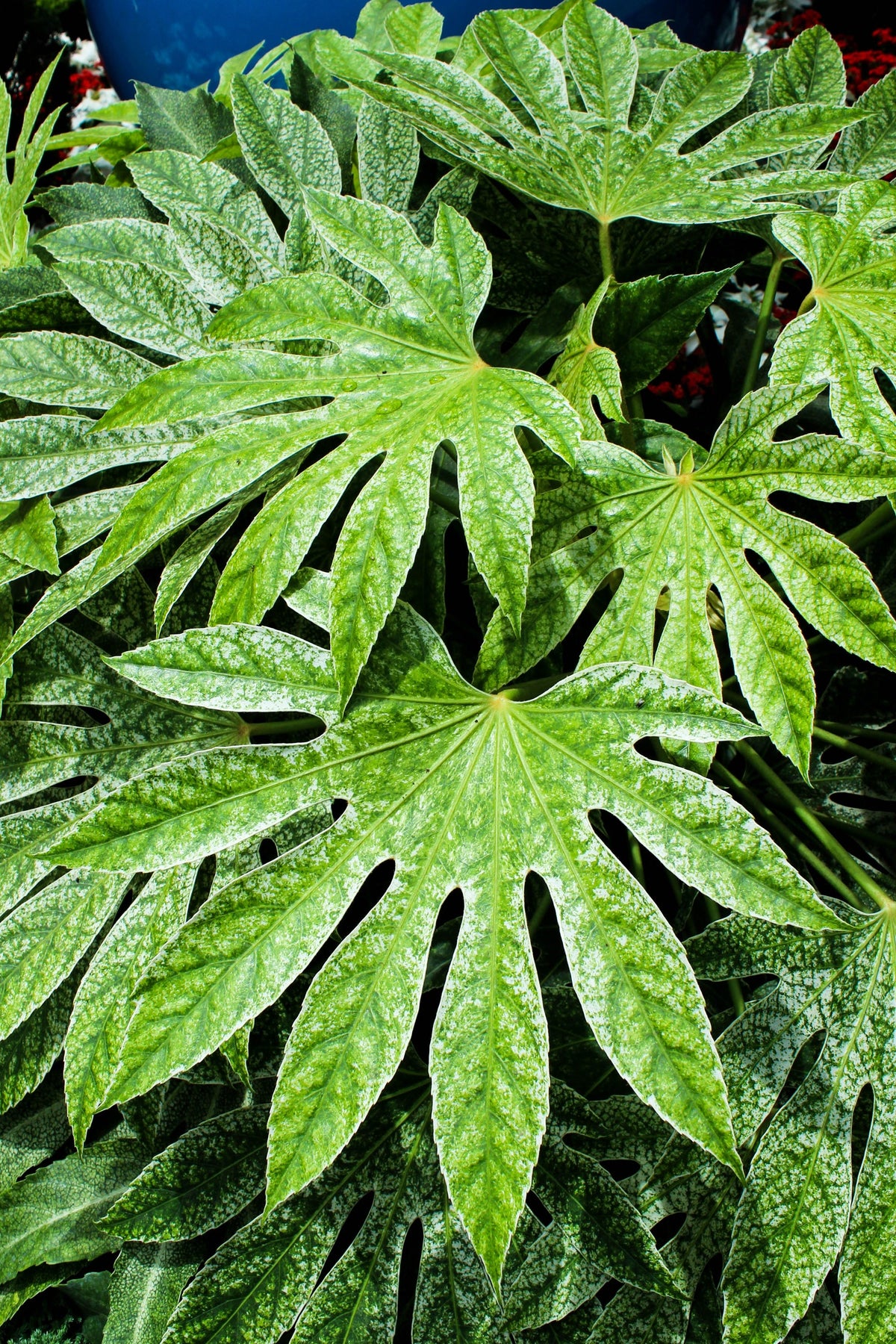 Japanese Fatsi Seeds – Shrub Flower Paperplant Fatsia Aralia Japonica