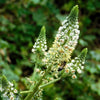 200 WHITE MIGNONETTE Reseda Alba Very FRAGRANT Flower Seeds