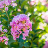 35 Light PINK CREPE MYRTLE Crape Tree Shrub Lagerstroemia Indica Flower Seeds