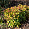 15 DWARF SACRED BAMBOO Heavenly Nandina Domestica Nana Pink Red Sun Shade Shrub Seeds