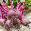 Piatta D'egitto Beet Seeds' – Italian Heirloom Beta Vulgaris Cicla Vegetable – photo 4