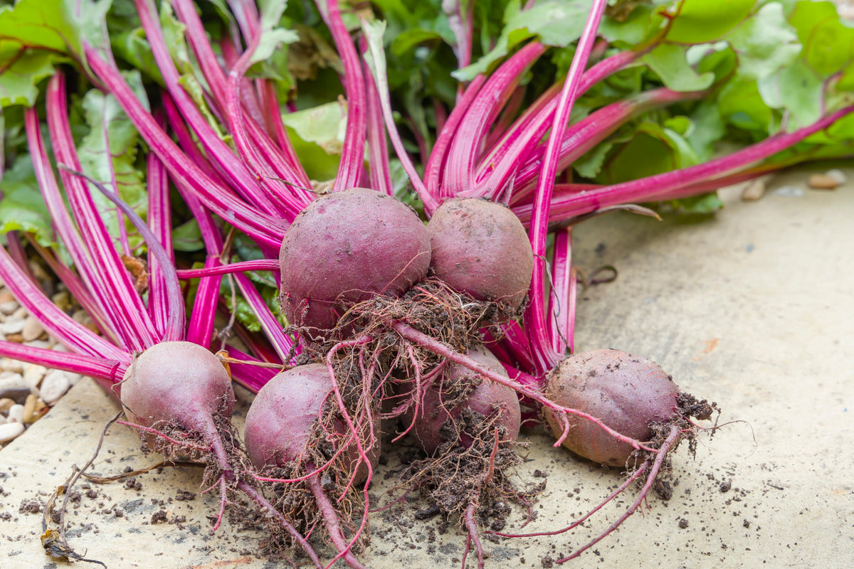 Piatta D'egitto Beet Seeds' – Italian Heirloom Beta Vulgaris Cicla Vegetable – photo 4