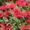 10 Panorama RED BEE BALM Monarda Didyma Oswego Tea Herb Flower Seeds