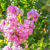35 Light PINK CREPE MYRTLE Crape Tree Shrub Lagerstroemia Indica Flower Seeds