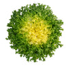 Green Curled Endive Seeds – (Salad Endive / Moss Curled Endive / Escarole) Cichorium Endivia Vegetable – photo 7