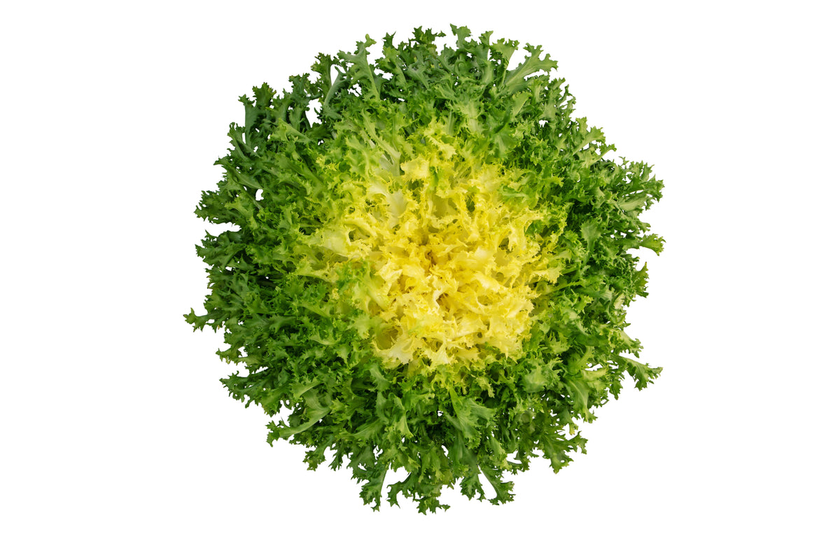 Green Curled Endive Seeds – (Salad Endive / Moss Curled Endive / Escarole) Cichorium Endivia Vegetable – photo 7