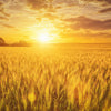 300 Wrens Abruzzi WINTER RYE Secale Cereale Grain Cover Crop Seeds