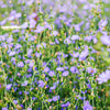 1000 CHICORY (Blue Daisy / Blue Sailors / Coffeeweed / Succory) Chicorium Cicorium Intybus Flower Herb Seeds