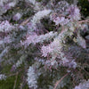 10 PURPLE ACACIA Baileyana Purpurea Fernleaf Mimosa Cootamundra Wattle Tree Yellow Flower Seeds