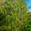 30 Mexican WEEPING PINE TREE Evergreen Pinus Patula Seeds
