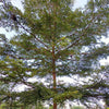Black Olive Tree