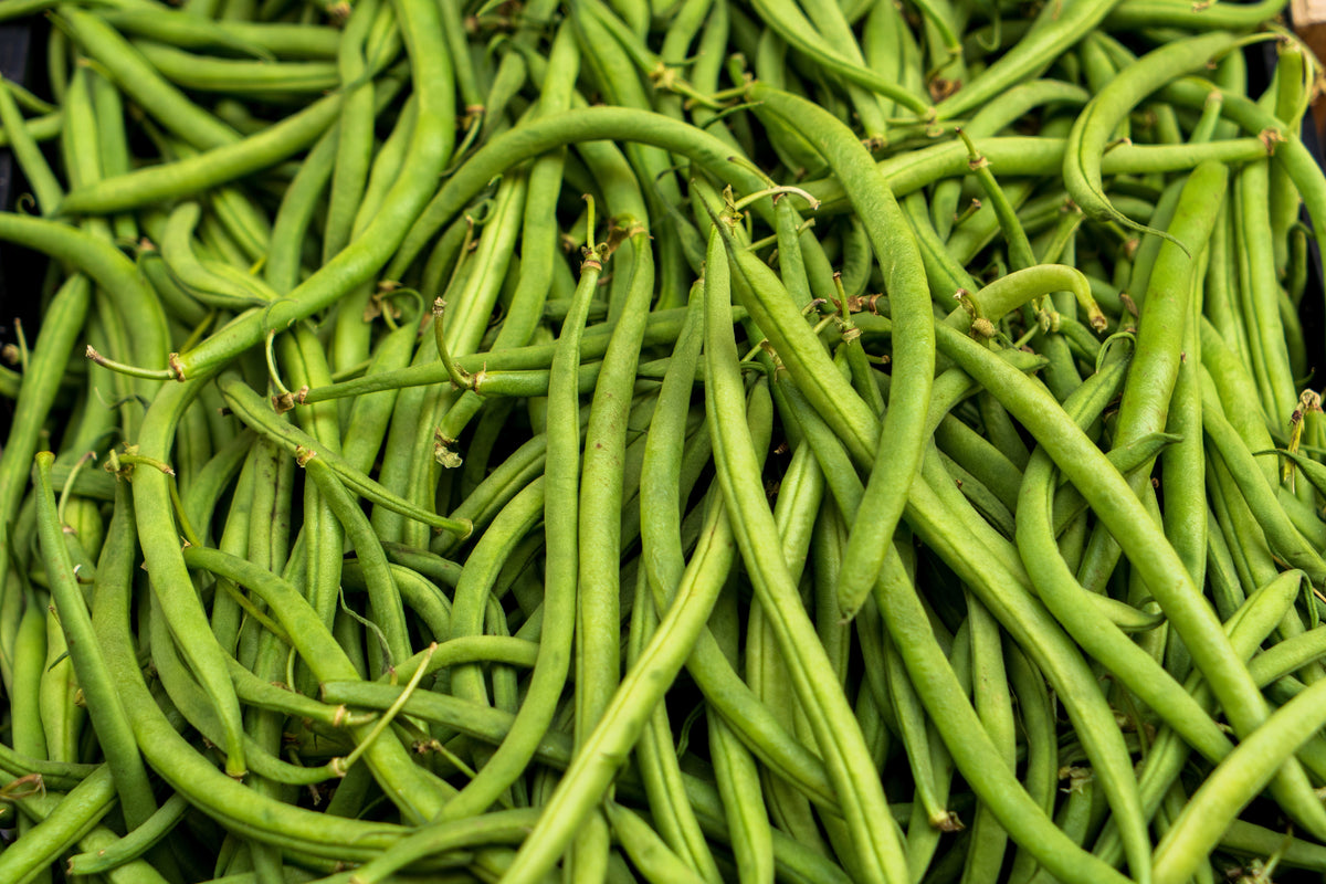 French Blue Lake Pole Bean Phaseolus Vulgaris Vegetable Seeds – photo 5