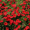 500 Fire Chief RED PETUNIA Nana Compacta Sun Annual AAS Winner Fragrant Hummingbird Flower Seeds