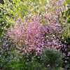 5 CHINESE MEADOW RUE Pink Yunnan Thalictrum Dipterocarpum Delavayi Flower Seeds