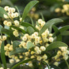 20 AUSTRALIAN BLACKWOOD TREE Black Acacia Melanoxylon Wattle Yellow Flower Seeds