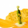 20 Yellow WELSH POPPY Meconopsis Papaver Cambricum Perennial Shade Flower Seeds