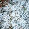 300 SILVERDUST DUSTY MILLER Cineraria Maritima Jacobaea Senecio Flower Seeds