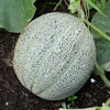 200 HALE'S Best JUMBO CANTALOUPE Orange Muskmelon Cucumis Melo Melon Fruit Seeds