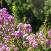 35 LILAC Light Purple CREPE MYRTLE Lagerstroemia Indica Flowering Shrub Bush Small Tree Seeds