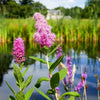 50 Pink STEEPLEBUSH Hardhack Meadow Sweet Spirea Spiraea Tomentosa Shrub Flower Seeds