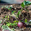 1500 American PURPLE TOP RUTABAGA Brassica Napus Root Vegetable & Greens Seeds