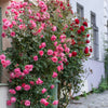 5 PINK CLIMBING ROSE Rosa Bush Vine Climber Fragrant Butterfly Flower Seeds