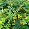 100 BLACKEYE PEA (Cow Pea / Cowpea / Southern Pea / Blackeyed Pea / Black Eye Pea) Vigna Unguiculata Vegetable Seeds