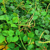 100 BLACKEYE PEA (Cow Pea / Cowpea / Southern Pea / Blackeyed Pea / Black Eye Pea) Vigna Unguiculata Vegetable Seeds