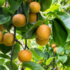 20 ASIAN PEAR TREE Pyrus Pyrifolia Oriental Japanese Fruit Seeds