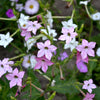 Heirloom Mixed Colors Nicotiana Seeds – (Ornamental Flowering Tobacco) Nicotiana Alata Flower – photo 5