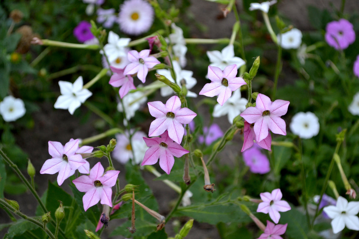 Heirloom Mixed Colors Nicotiana Seeds – (Ornamental Flowering Tobacco) Nicotiana Alata Flower – photo 5