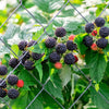 50 BLACK RASPBERRY Rubus Leucodermis Fruit Bush Vine Seeds