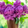 25 FRENCH / Old FASHIONED LILAC Syringa Vulgaris Flower Shrub Bush Seeds