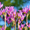 25 MIDLAND SHOOTING STAR (Flamingo Flower / Birds Bills / Prairie Pointer) Dodecatheon Meadia Flower Seeds