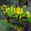 10 Yellow SWAMP LANTERN Moist Lysichiton Americanus Skunk Cabbage Flower Seeds