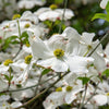 10 American WHITE FLOWERING DOGWOOD Small Tree Cornus Florida Seeds
