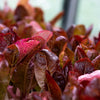 3000 RED ROMAINE LETTUCE Lactuca Sativa Vegetable Seeds