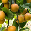 20 ASIAN PEAR TREE Pyrus Pyrifolia Oriental Japanese Fruit Seeds