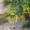 250 TREE TOBACCO Nicotiana Glauca Yellow Trumpet Flower Herb Shrub Seeds