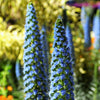 40 Blue PRIDE OF MADEIRA Echium Candicans Fastuosum Nectar Flower Seeds