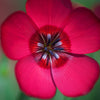 500 Red SCARLET FLAX Linum Grandiflorum Rubrum Flower Seeds
