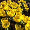 10 WINTER ACONITE Eranthis Hyemalis Yellow Sun Shade Flower Seeds