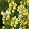 500 BUTTER & EGGS TOADFLAX Linaria Vulgaris Wild Snapdragon Bicolor Yellow Flower Seeds