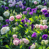 20 Mixed Colors LISIANTHUS Eustoma Grandiflorum Bluebell Gentian Flower Seeds