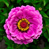 250 VIOLET QUEEN ZINNIA Elegans Purple Double Dahlia Heirloom Flower Seeds