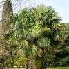 5 COMMON WINDMILL PALM Trachycarpus Fortunei Hardy Chusan Palm Tree Sun Shade Houseplant Seeds