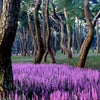 5 LILYTURF Liriope Muscari aka Big Blue Lily Turf / Monkey Grass Flower Seeds